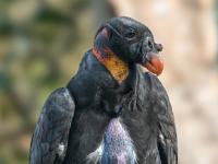 Königsgeier Jungvogel